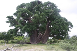 INTRODUCING SOME GREAT, BIG AND VERY BEAUTIFULLY GEOGRAPHICAL TREES ...